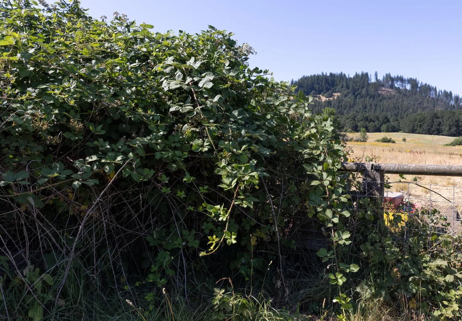 Himalayan blackberry thicket grown up and over a wooden fence line at the edge of a field