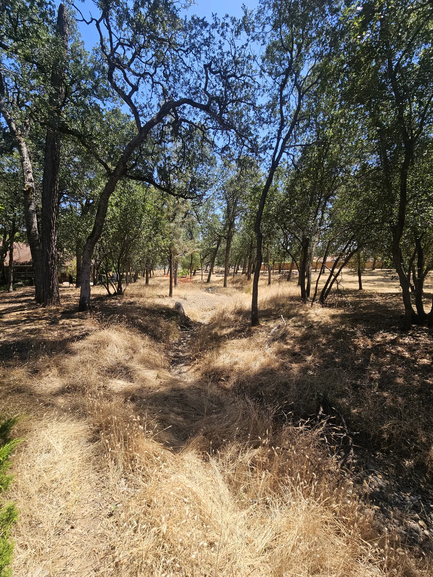 Oak woodland with the understory brush cleared by hand