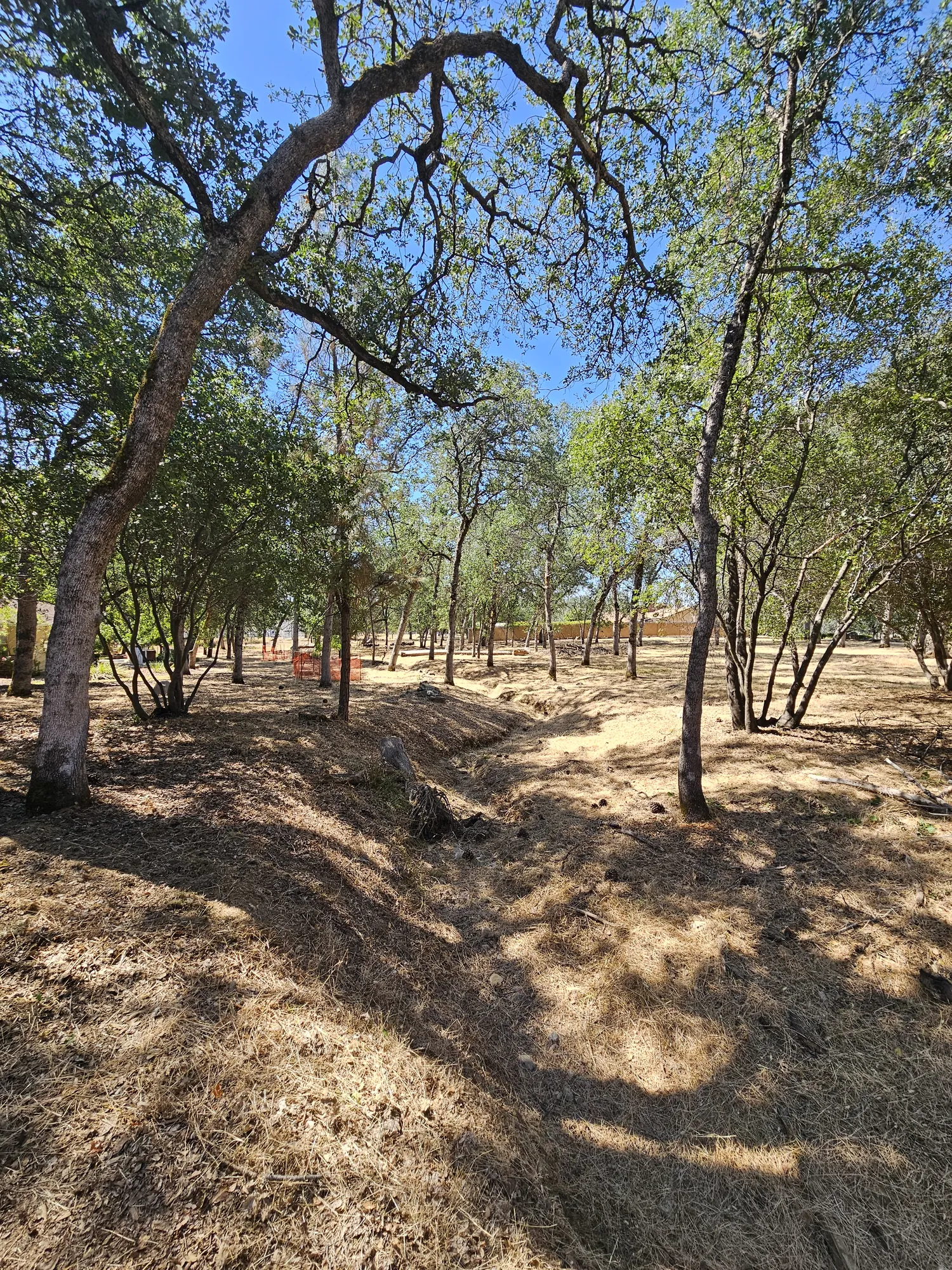 Walkable corridor cut through wooded ground by hand