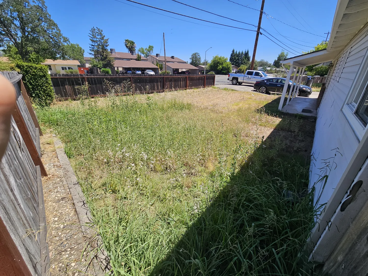 Backyard overgrown with tall green growth before cleanup