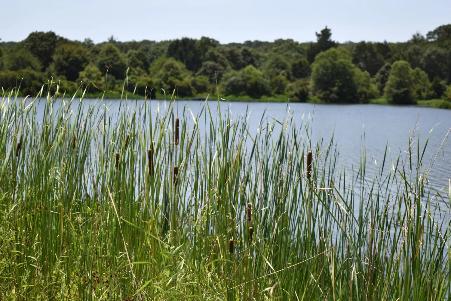 Dense cattail stand crowding a pond shoreline